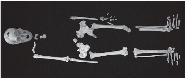 Иллюстрация к книге — Как мы стали людьми. Поиски истоков человечества [i_024.jpg]