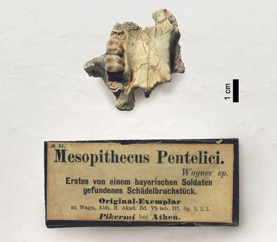 Иллюстрация к книге — Как мы стали людьми. Поиски истоков человечества [i_026.jpg]