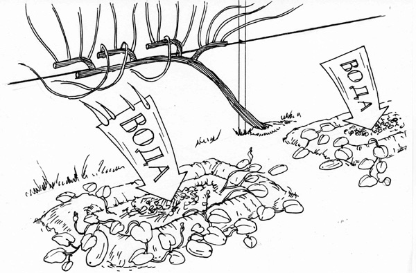 Иллюстрация к книге — Золотые правила садовода и огородника. 7 секретов большого урожая [i_005.jpg]