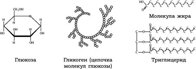 Иллюстрация к книге — Правильный жир. Для чего он нужен организму и почему надо перестать его ненавидеть [i_009.jpg]
