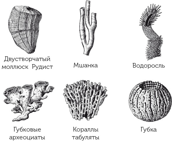Иллюстрация к книге — Краткая история динозавров [i_007.jpg]