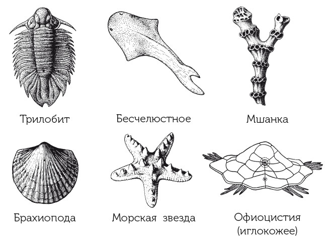 Иллюстрация к книге — Краткая история динозавров [i_009.jpg]