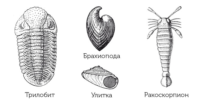 Иллюстрация к книге — Краткая история динозавров [i_011.jpg]