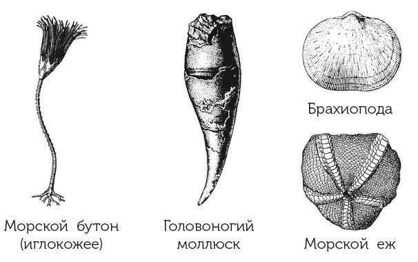 Иллюстрация к книге — Краткая история динозавров [i_014.jpg]