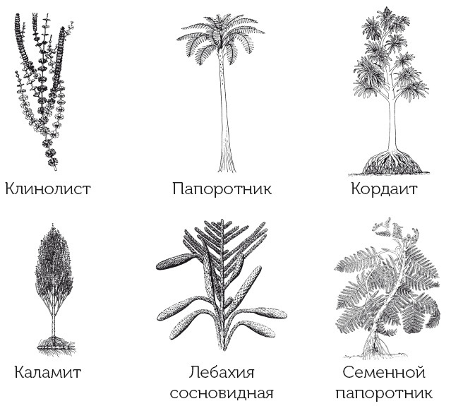 Иллюстрация к книге — Краткая история динозавров [i_016.jpg]