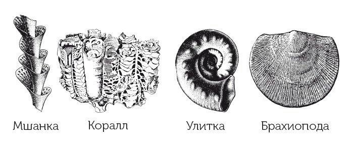 Иллюстрация к книге — Краткая история динозавров [i_017.jpg]