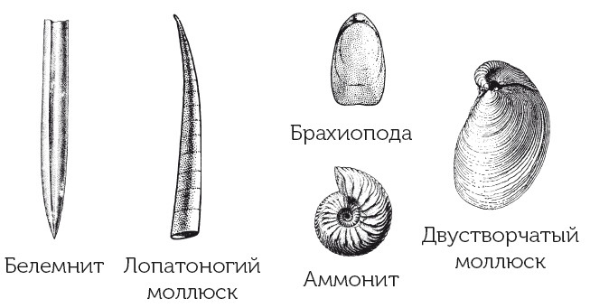 Иллюстрация к книге — Краткая история динозавров [i_046.jpg]