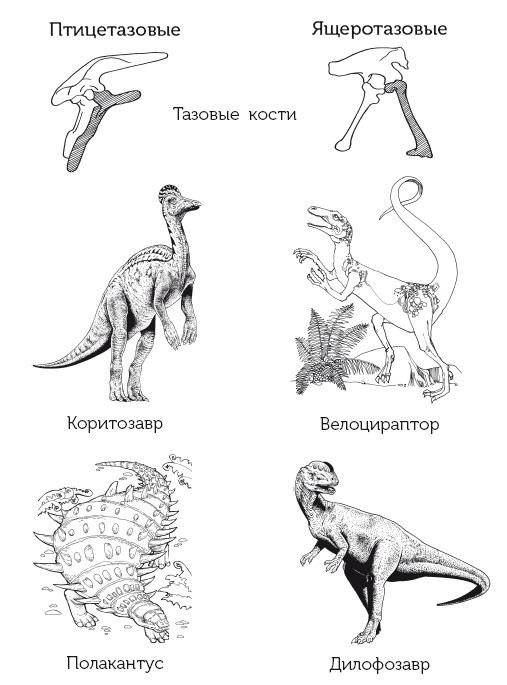 Иллюстрация к книге — Краткая история динозавров [i_073.jpg]
