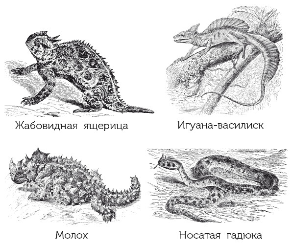 Иллюстрация к книге — Краткая история динозавров [i_132.jpg]