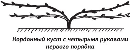 Иллюстрация к книге — Как вырастить виноград и другие любимые ягоды [i_025.jpg]
