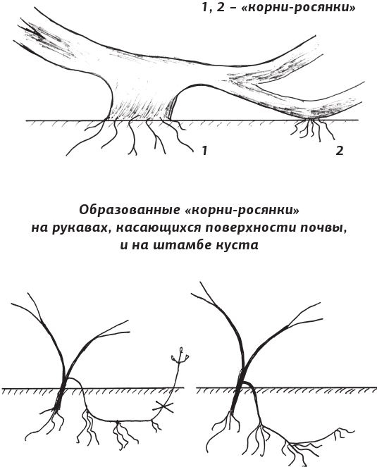 Иллюстрация к книге — Как вырастить виноград и другие любимые ягоды [i_031.jpg]