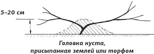 Иллюстрация к книге — Как вырастить виноград и другие любимые ягоды [i_032.jpg]