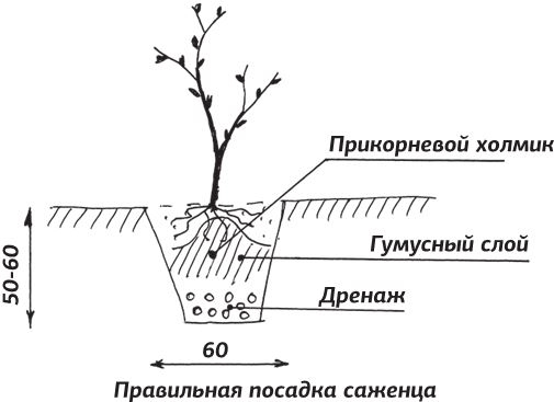 Иллюстрация к книге — Как вырастить виноград и другие любимые ягоды [i_059.jpg]