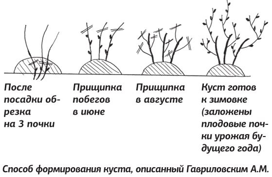 Иллюстрация к книге — Как вырастить виноград и другие любимые ягоды [i_061.jpg]