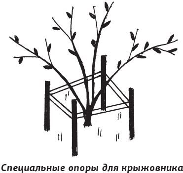 Иллюстрация к книге — Как вырастить виноград и другие любимые ягоды [i_072.jpg]