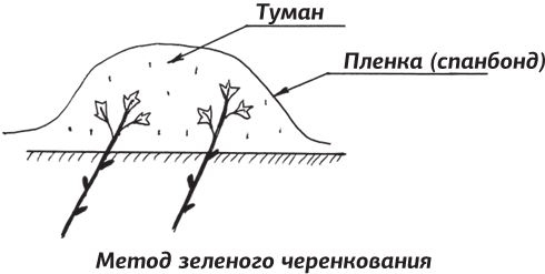 Иллюстрация к книге — Как вырастить виноград и другие любимые ягоды [i_075.jpg]