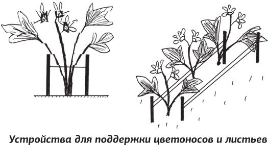 Иллюстрация к книге — Как вырастить виноград и другие любимые ягоды [i_077.jpg]