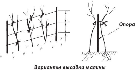 Иллюстрация к книге — Как вырастить виноград и другие любимые ягоды [i_079.jpg]