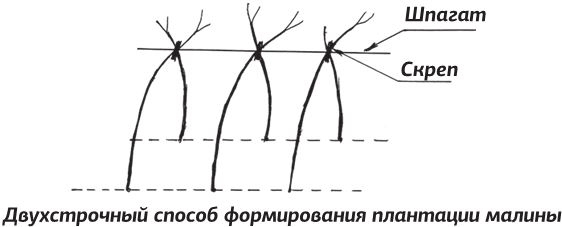Иллюстрация к книге — Как вырастить виноград и другие любимые ягоды [i_080.jpg]