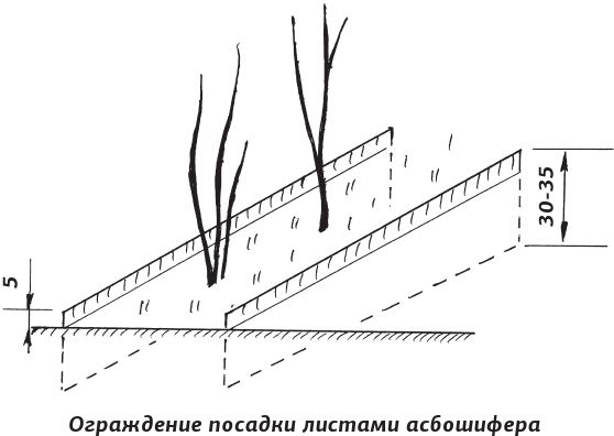 Иллюстрация к книге — Как вырастить виноград и другие любимые ягоды [i_085.jpg]
