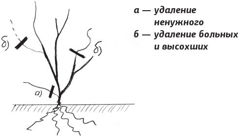 Иллюстрация к книге — Как вырастить виноград и другие любимые ягоды [i_094.jpg]