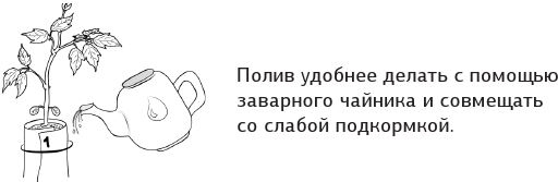 Иллюстрация к книге — Как вырастить свою рассаду и разбить правильные грядки [i_017.jpg]