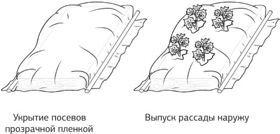 Иллюстрация к книге — Как вырастить свою рассаду и разбить правильные грядки [i_038.jpg]
