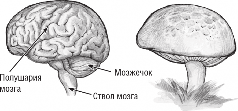 Иллюстрация к книге — Хрупкий мозг. Инсульту не быть? [img_2.jpg]