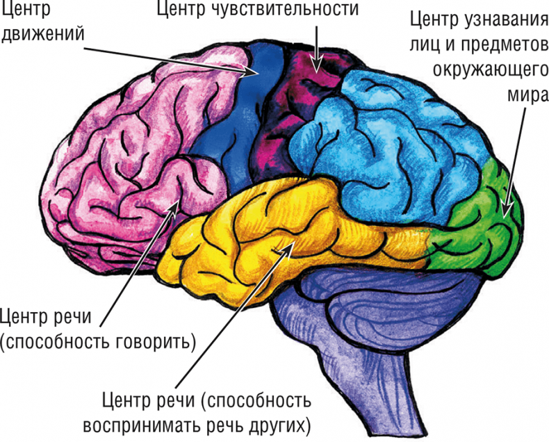 Иллюстрация к книге — Хрупкий мозг. Инсульту не быть? [img_3.jpg]