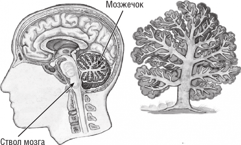 Иллюстрация к книге — Хрупкий мозг. Инсульту не быть? [img_4.jpg]