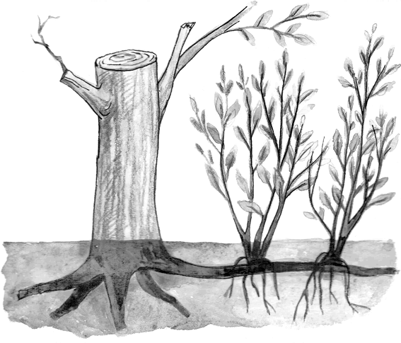 Иллюстрация к книге — Хрупкий мозг. Инсульту не быть? [img_55.jpg]