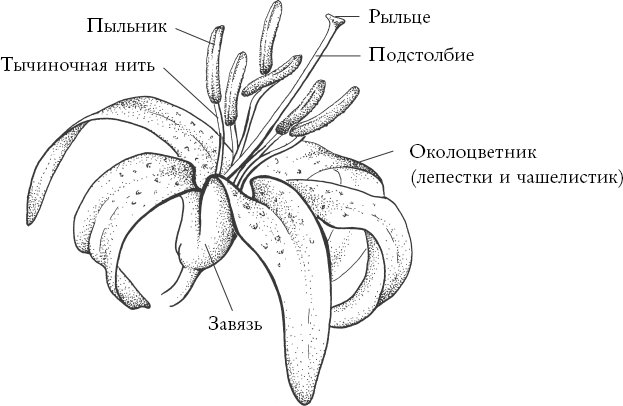 Иллюстрация к книге — Путь розы. Внутри цветочного бизнеса. Как выводят и продают цветы, которые не сумела создать природа [i_001.jpg]