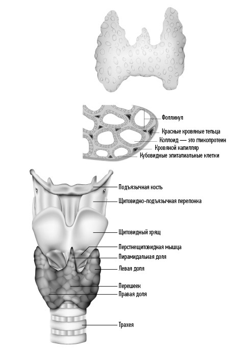 Иллюстрация к книге — Загадочная щитовидка: что скрывает эта железа [i_001.jpg]