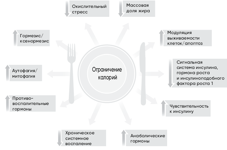 Иллюстрация к книге — Код долголетия. 12 понятных и доступных способов сохранить здоровье, ясность ума и привлекательность на долгие годы [i_006.jpg]