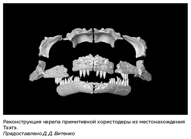 Иллюстрация к книге — Динозавры России. Прошлое, настоящее, будущее [i_039.jpg]