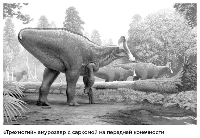 Иллюстрация к книге — Динозавры России. Прошлое, настоящее, будущее [i_055.jpg]
