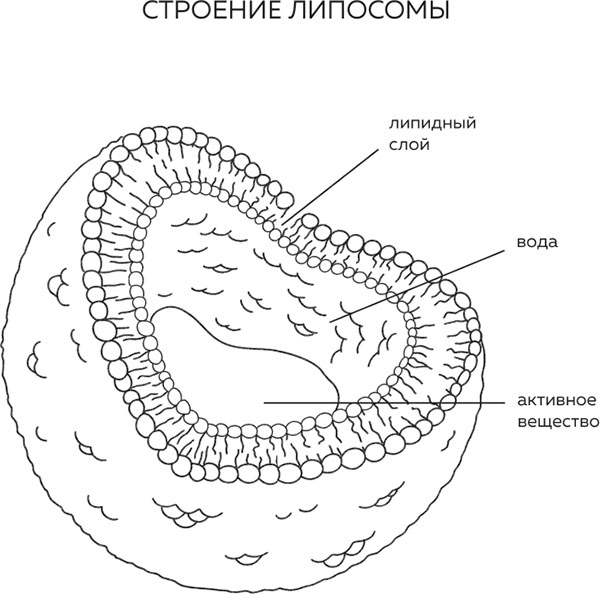 Иллюстрация к книге — Бьюти на всю голову. Все, что нужно знать о современном уходе, инновациях в косметике и уловках индустрии красоты [i_011.jpg]
