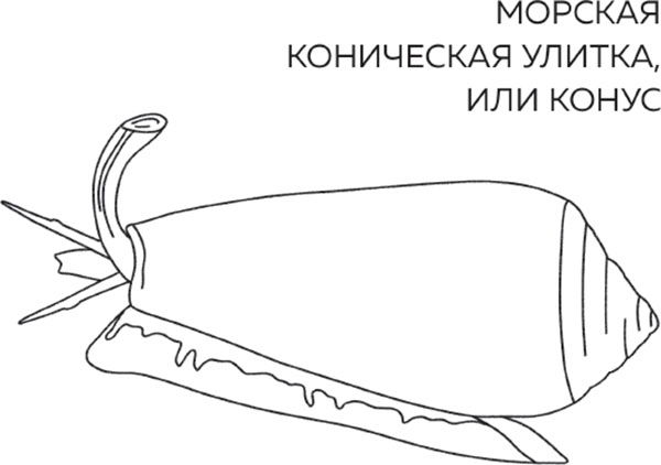 Иллюстрация к книге — Бьюти на всю голову. Все, что нужно знать о современном уходе, инновациях в косметике и уловках индустрии красоты [i_015.jpg]