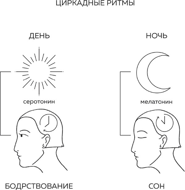 Иллюстрация к книге — Бьюти на всю голову. Все, что нужно знать о современном уходе, инновациях в косметике и уловках индустрии красоты [i_016.jpg]