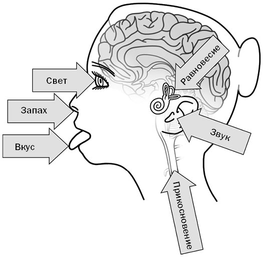 Иллюстрация к книге — Живой мозг. Удивительные факты о нейропластичности и возможностях мозга [img_11.jpg]