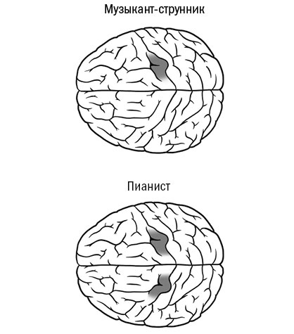 Иллюстрация к книге — Живой мозг. Удивительные факты о нейропластичности и возможностях мозга [img_42.jpg]