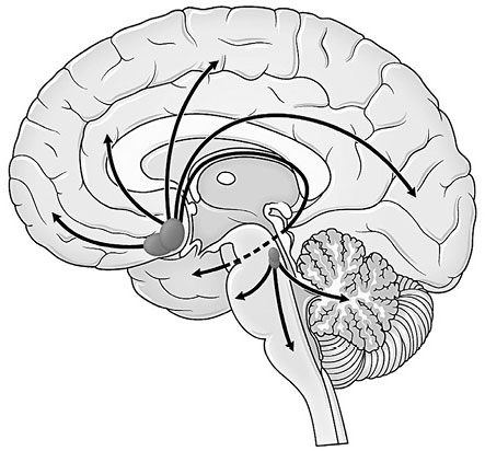 Иллюстрация к книге — Живой мозг. Удивительные факты о нейропластичности и возможностях мозга [img_43.jpg]