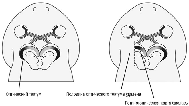 Иллюстрация к книге — Живой мозг. Удивительные факты о нейропластичности и возможностях мозга [img_51.jpg]