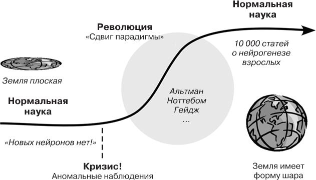 Иллюстрация к книге — Революция в голове. Как новые нервные клетки омолаживают мозг [i_007.jpg]