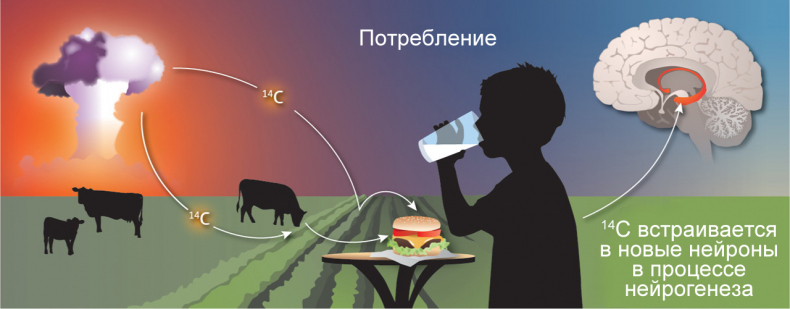Иллюстрация к книге — Революция в голове. Как новые нервные клетки омолаживают мозг [i_032.jpg]