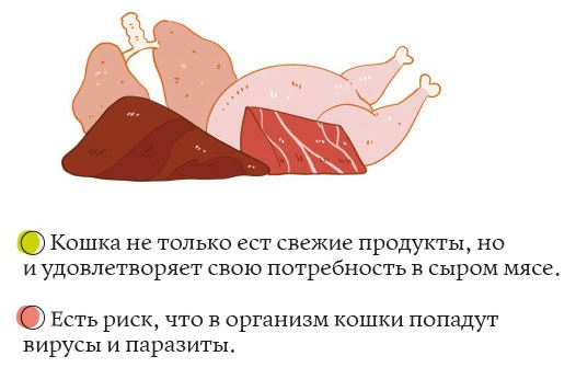 Иллюстрация к книге — Секреты кошек. Как понять кошку и стать ей другом [i_050.jpg]