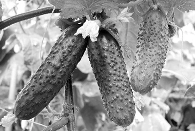 Иллюстрация к книге — Странствия по рецептам мира. Сделаем все быстро, просто и вкусно! [i_022.webp]