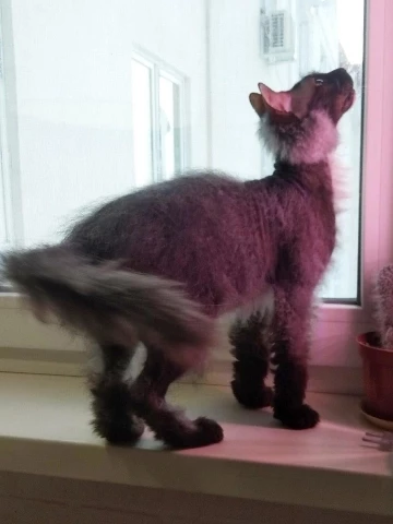 Иллюстрация к книге — Мой азиатский принц 2 [i_002.webp]