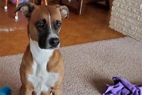 Иллюстрация к книге — Песнь Теней и Звёздного света [_31.webp]