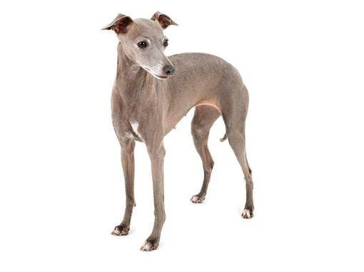 Иллюстрация к книге — Попаданец в Рой Пожирателей Вселенной. Том IV [91828d44-ed55-403a-80c1-b9a267f76eb8.webp]